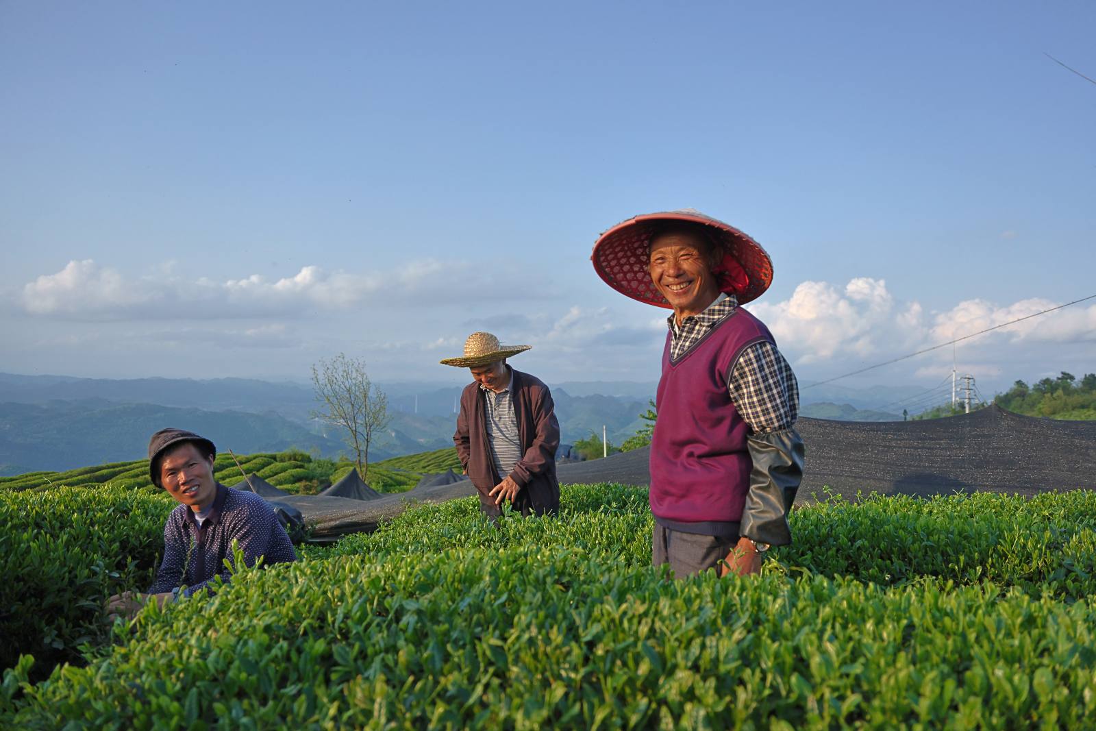 有機抹茶 業務用卸 貴茶