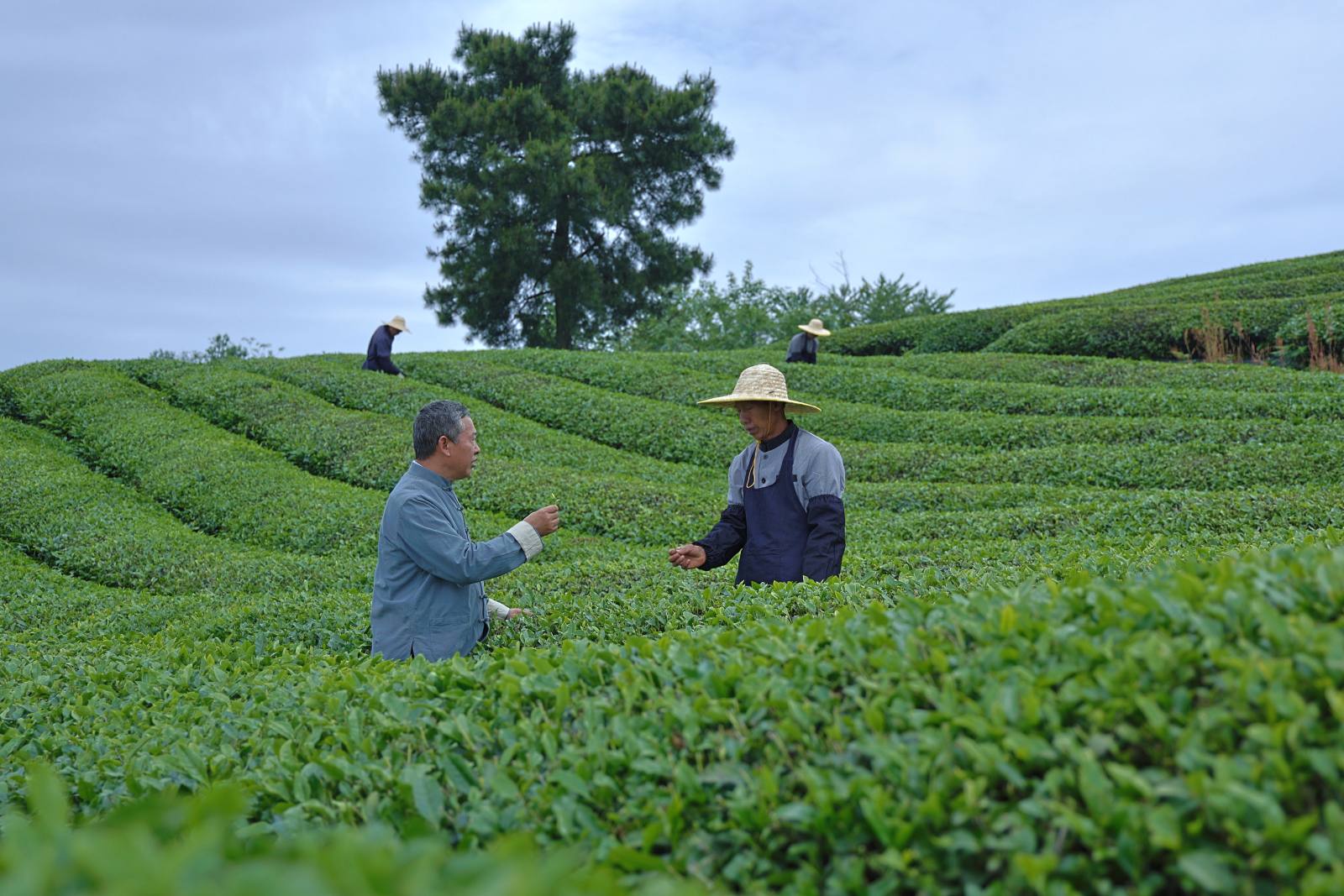 抹茶卸 高品質抹茶原料