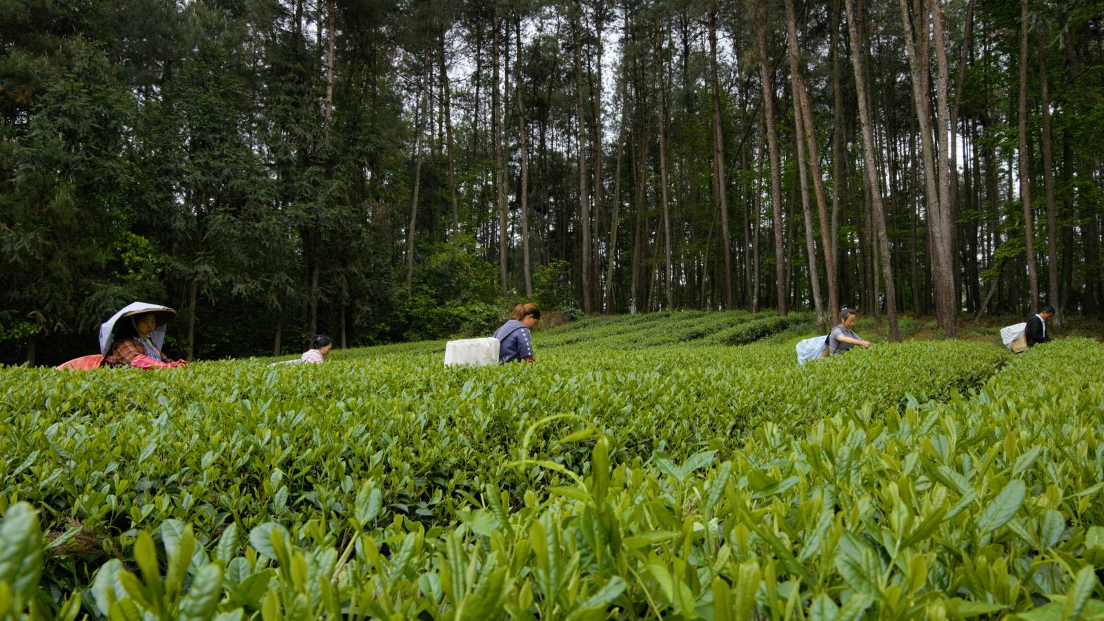 有機抹茶の製造工程 貴茶
