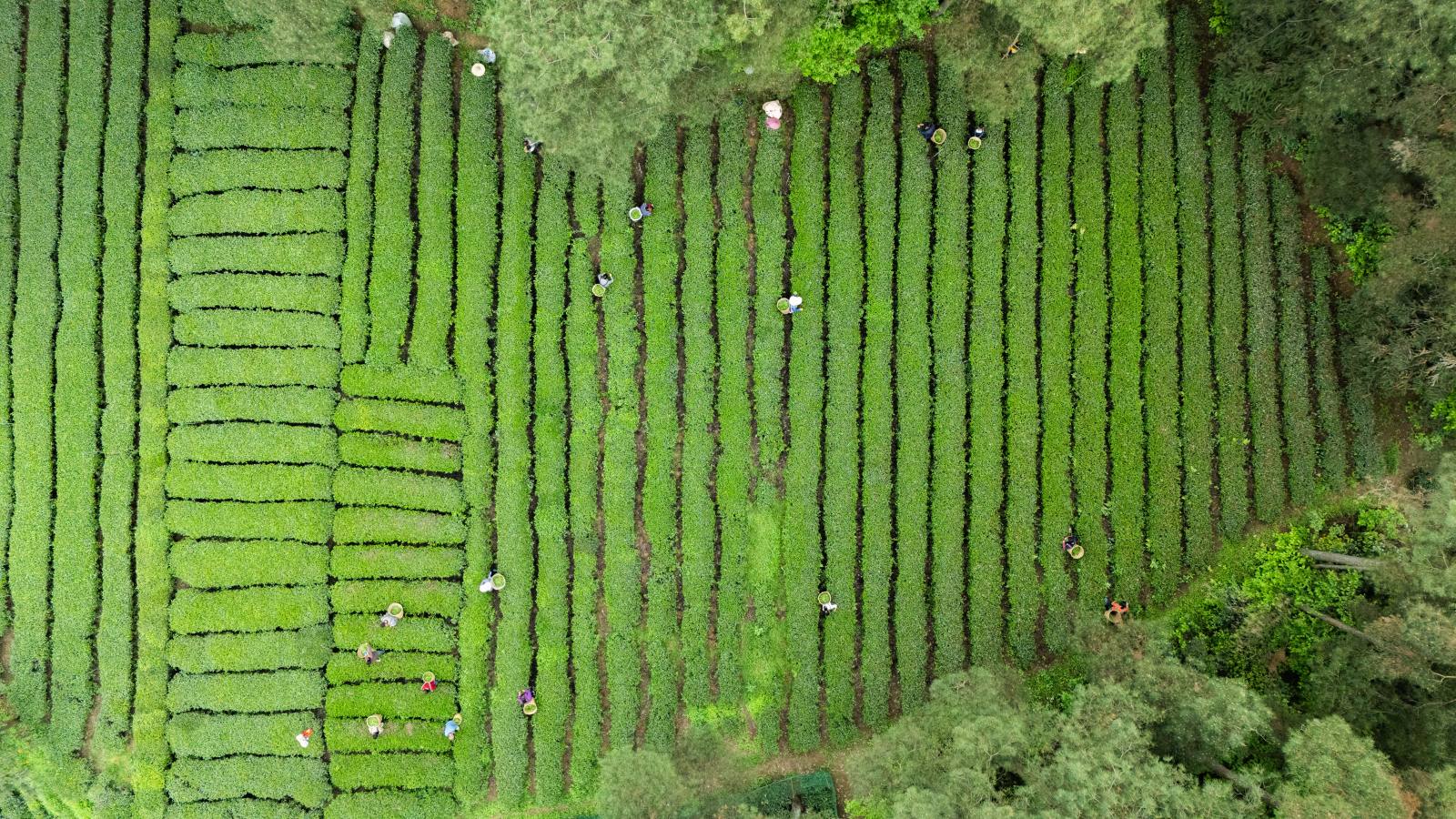 EU対応抹茶 EU農薬残留基準クリア