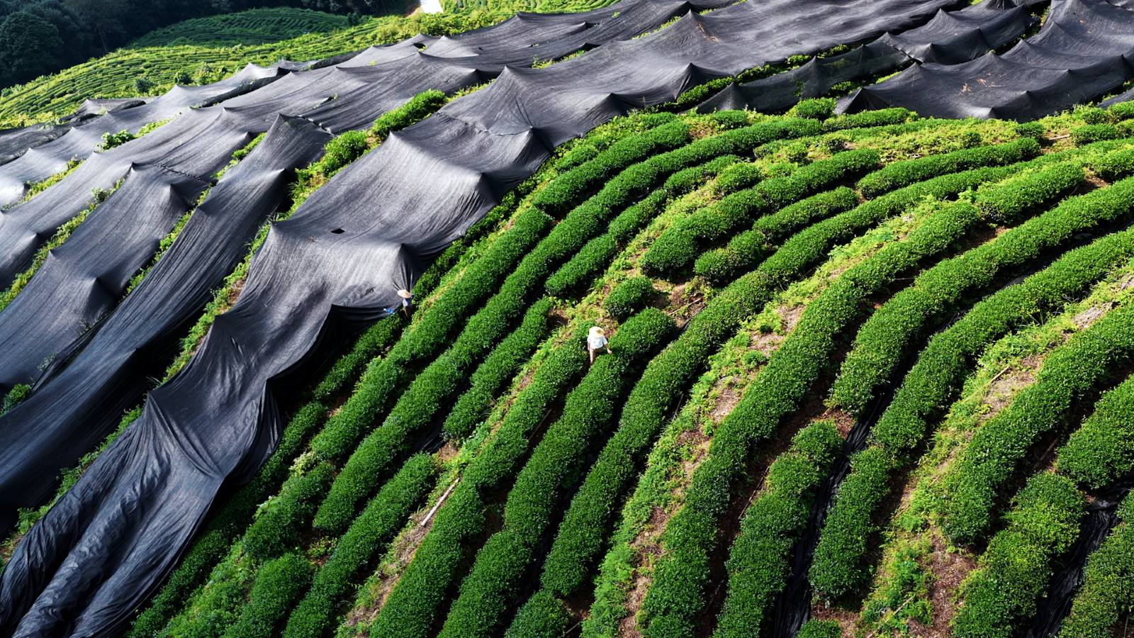抹茶卸 業務用抹茶製品