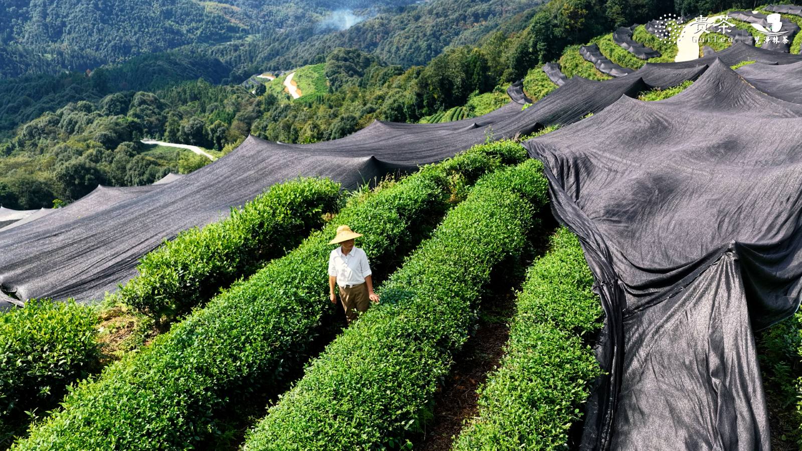 有機抹茶 製茶工程