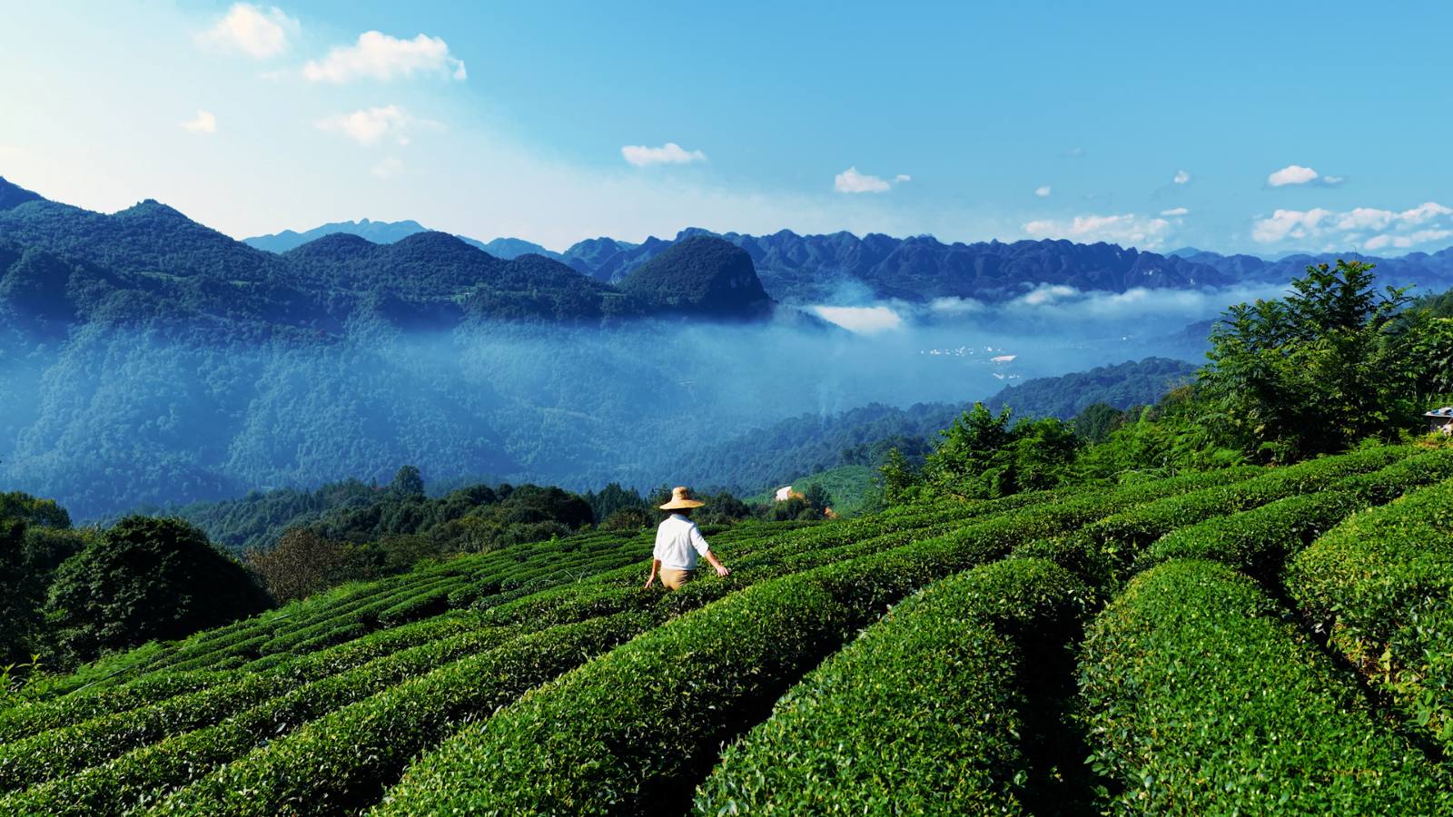 EU対応抹茶 品質管理