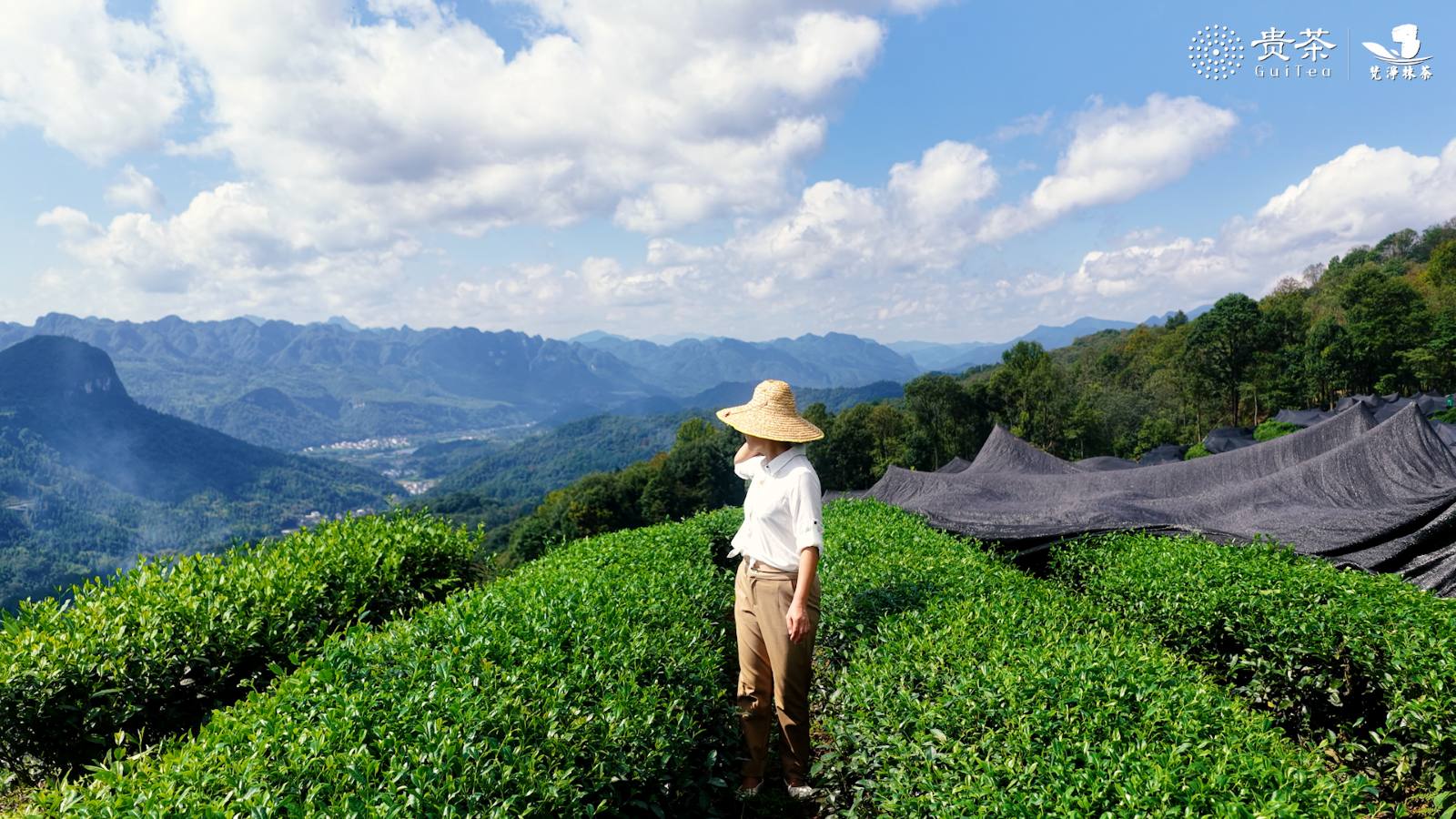 有機抹茶 卸販売