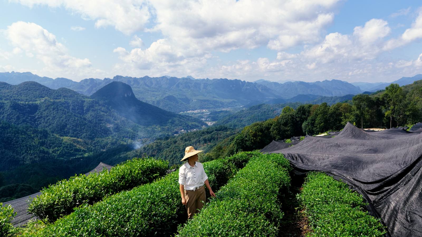 EU対応抹茶 有機JAS認証