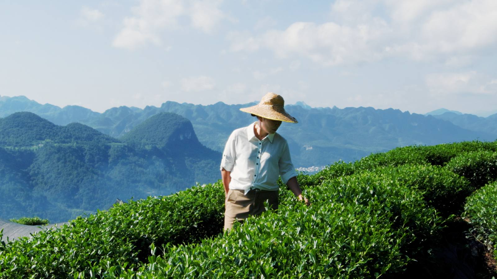 EU対応抹茶の認証マーク