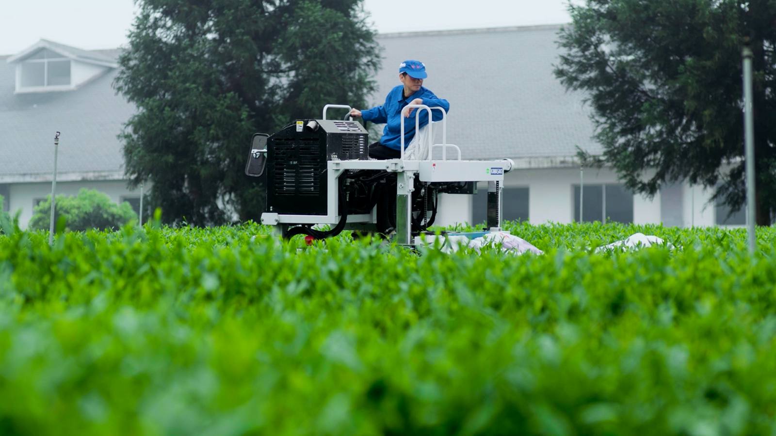 有機抹茶製品 卸販売